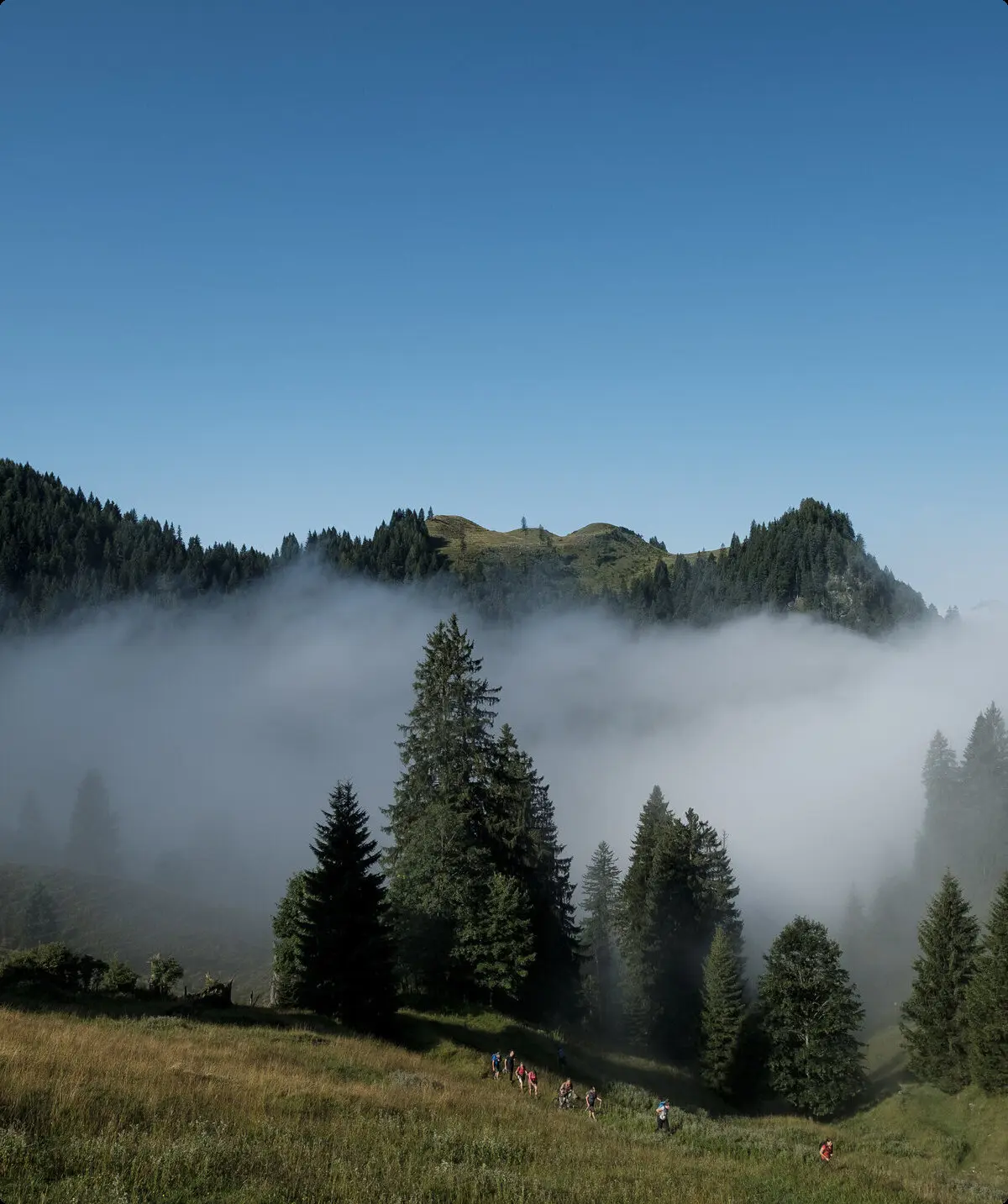 Baumgruppe im NebelEine Wandergruppe läuft durch ein nebelverhangenes Tal im Chiemgau. | © DAV/Hans Herbig