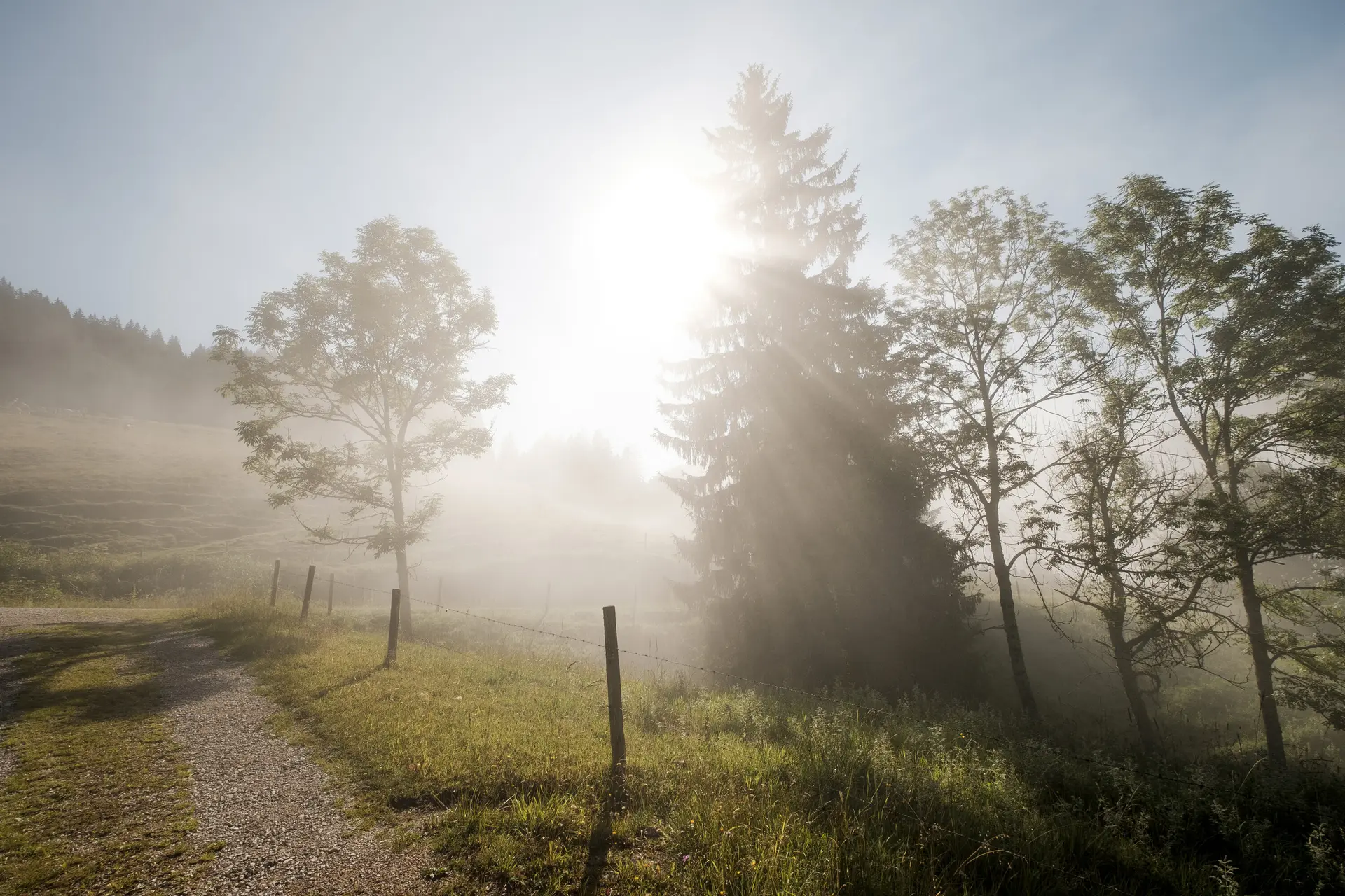 Bäume im Nebel, die ersten Sonnenstrahlen scheinen hindurch | © DAV/Hans Herbig