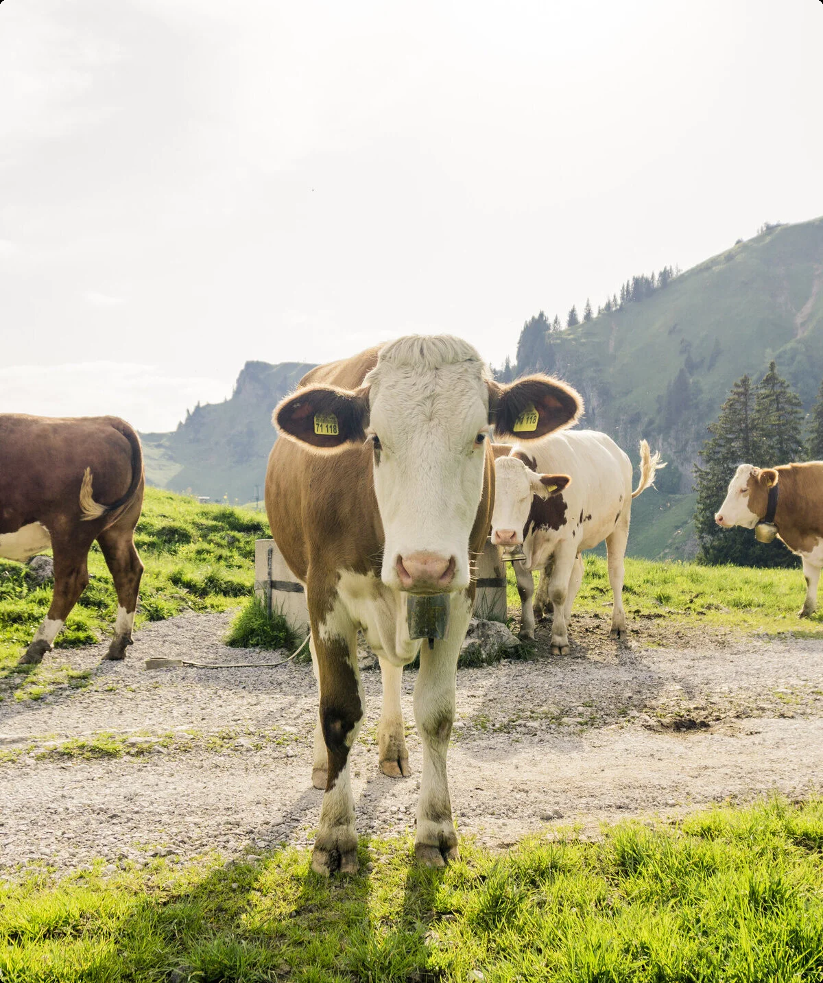 Kühe in den Chiemgauer Alpen | © DAV/Hans Herbig