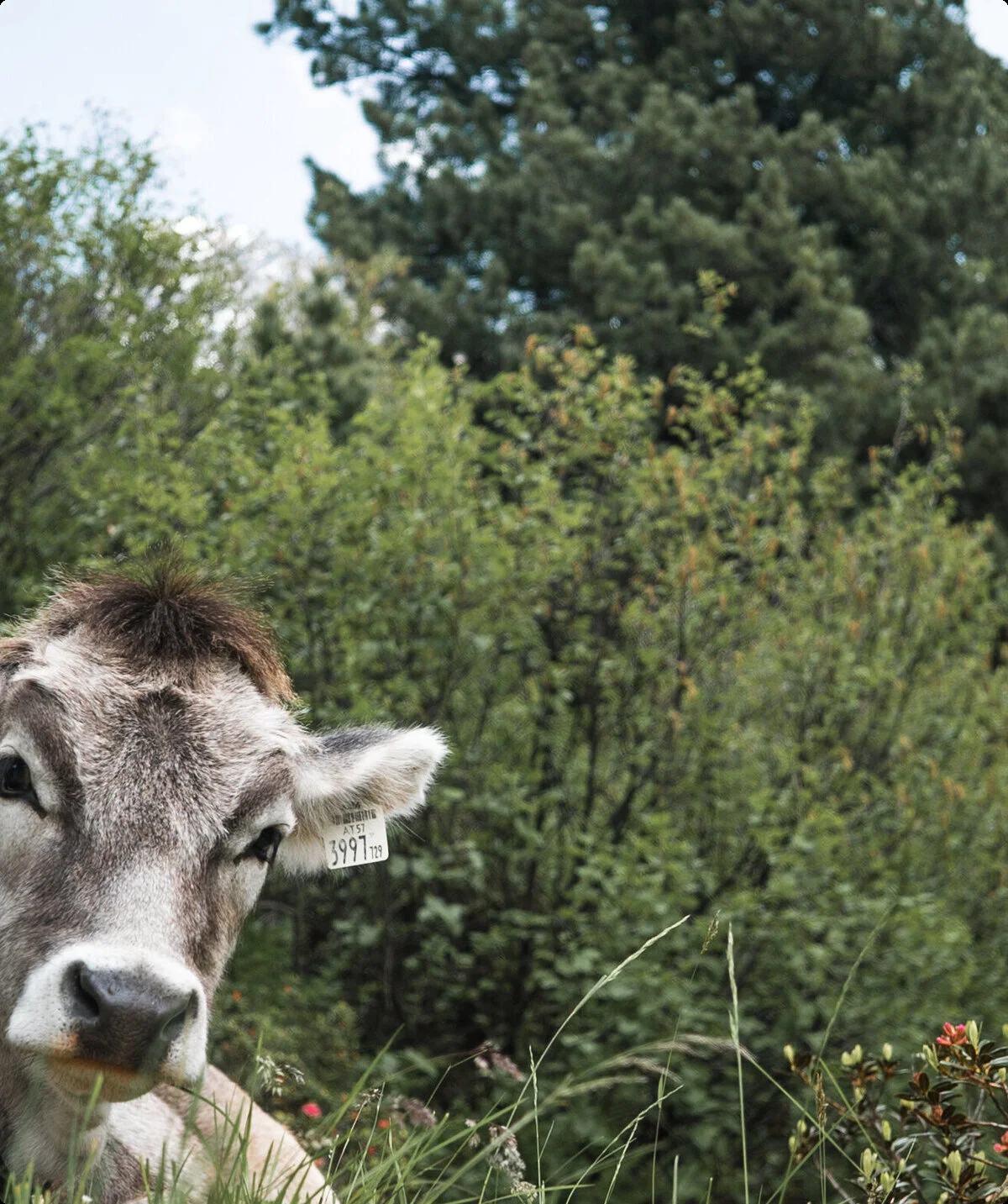 Eine Kuh liegt vor Büschen | © DAV/Marcel Dambon