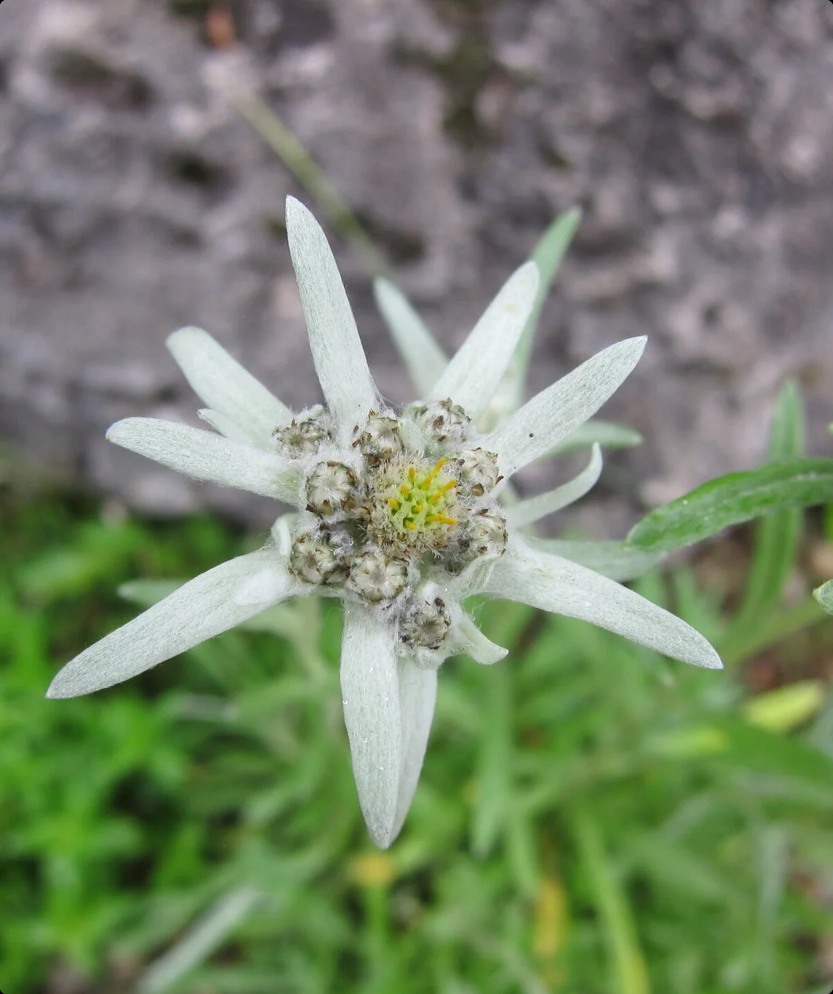 Nahaufnahme: ein Edelweiß in den Bergen | © DAV Archiv
